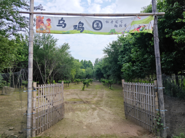  “80后”大学生与他的“乌鸡王国”
